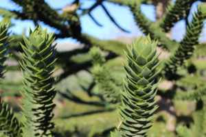 Paso 2 Sensar la Naturaleza es una Propuesta Imprescindible en Nabia