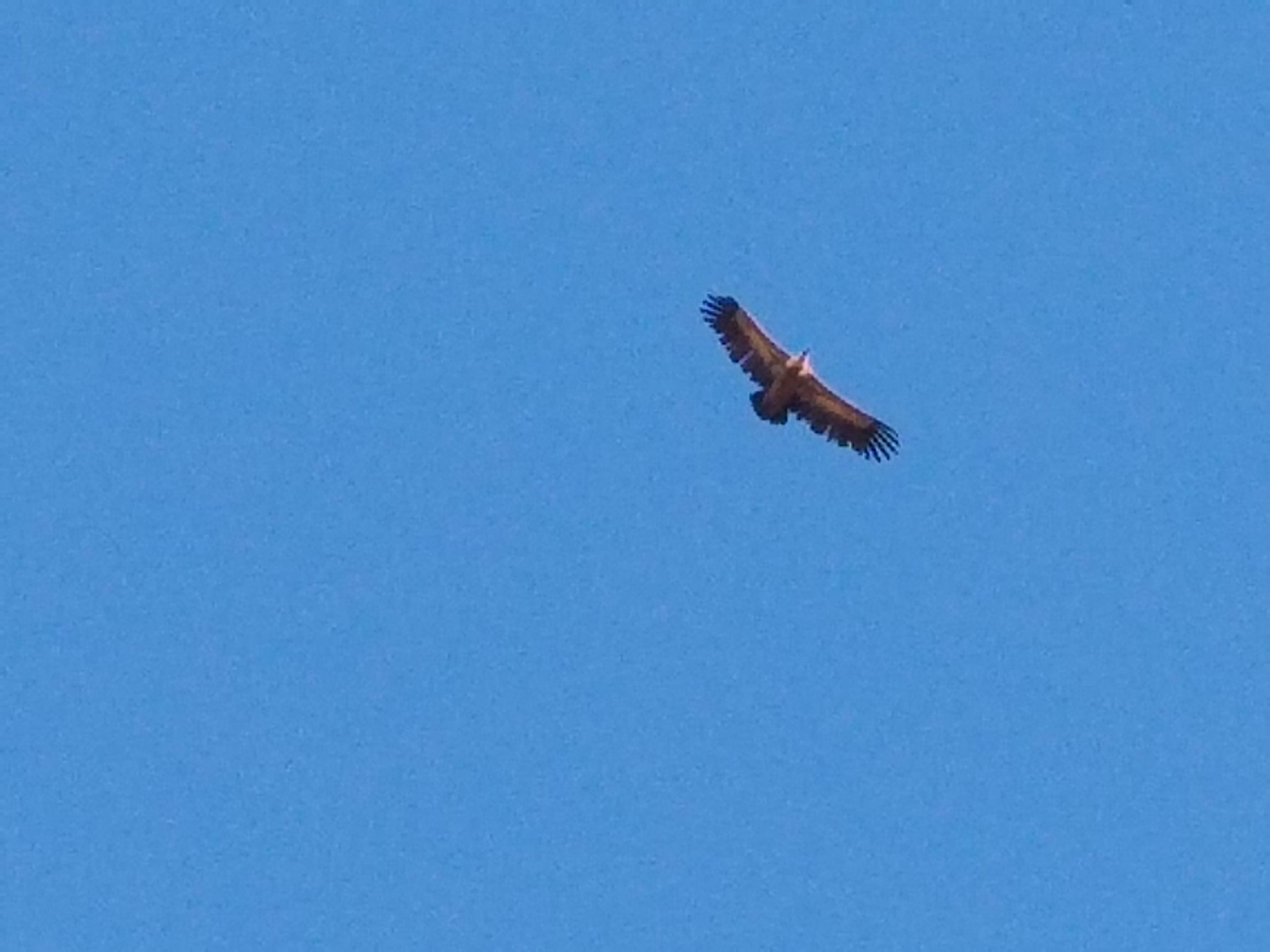 And other birds in Nabia