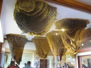 La Casa de las Abejas es algo... ¡inesperado!