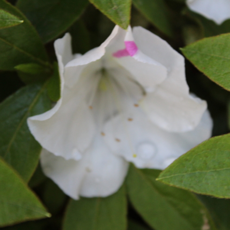 Azalea (2)