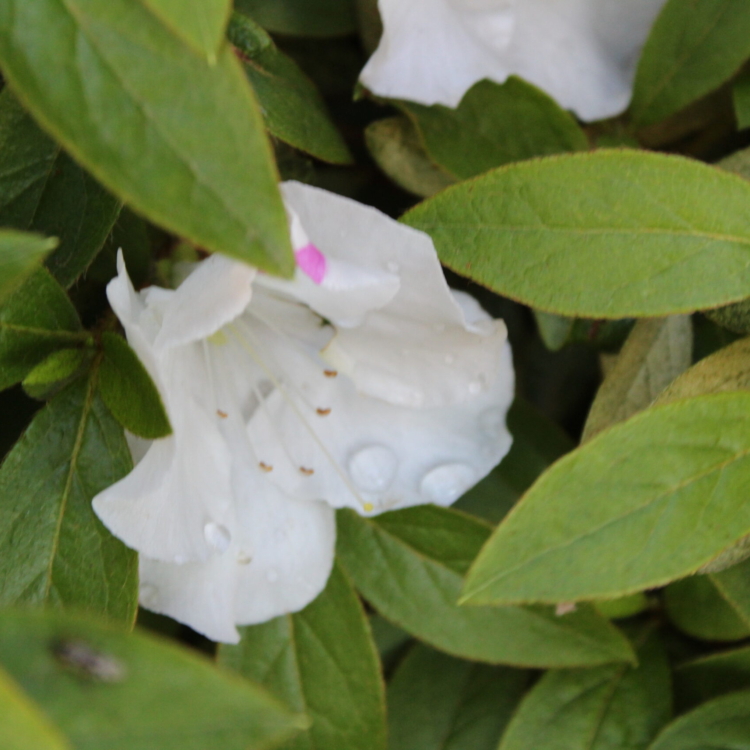 Azalea