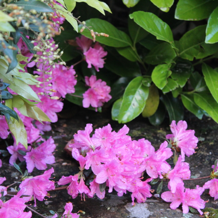 Azaleas rosas (2)