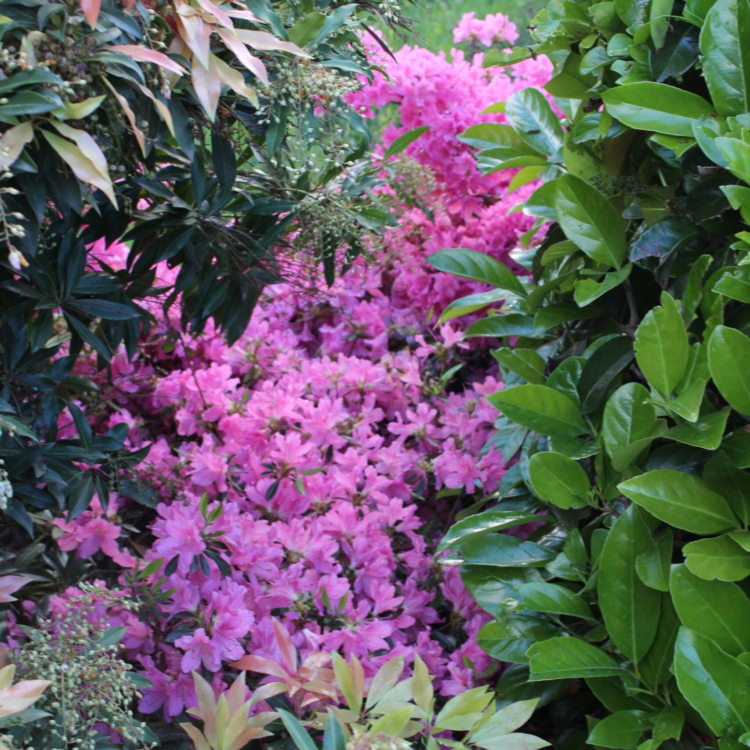 Azaleas rosas (3)