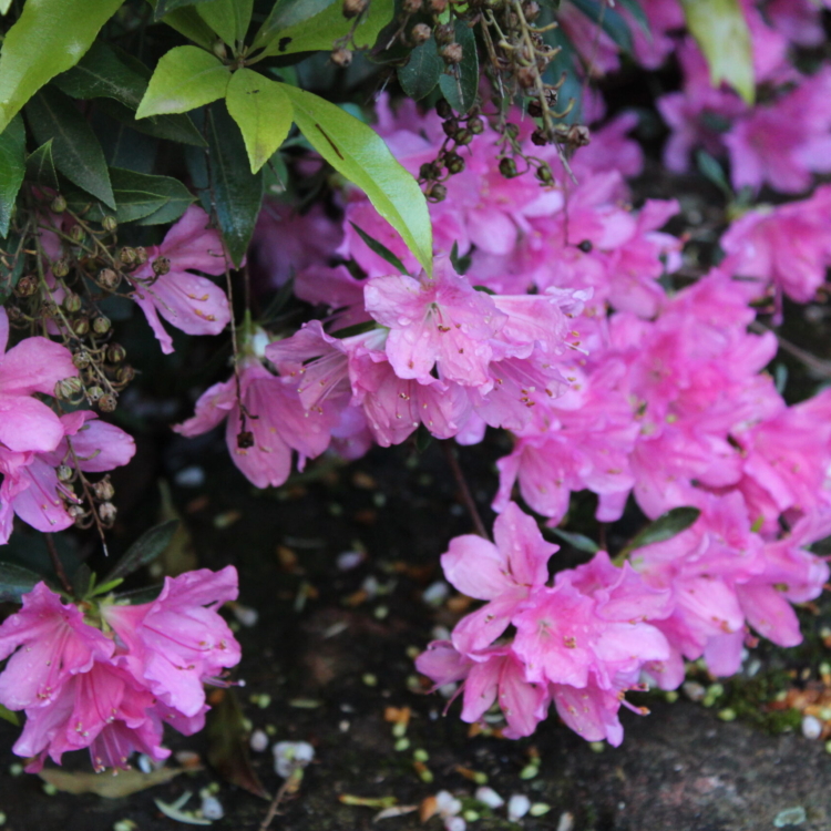 Azaleas rosas