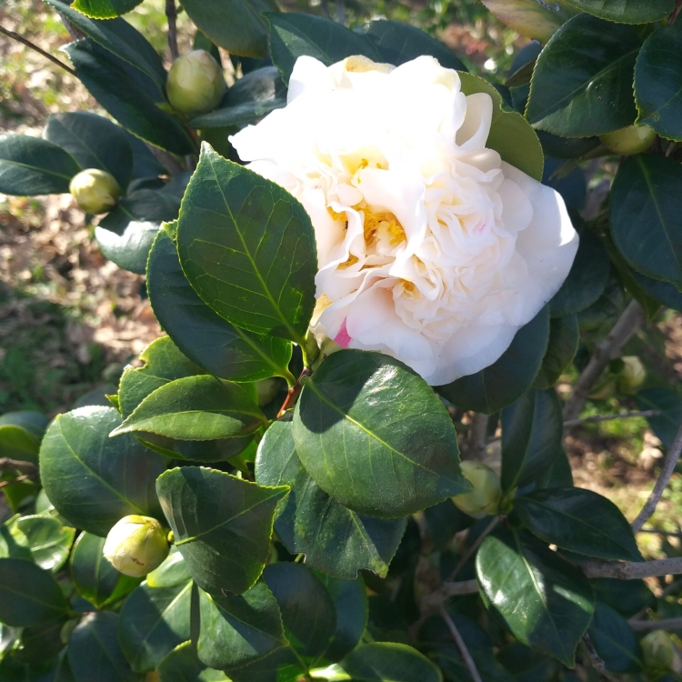 Camelia blanca (3)