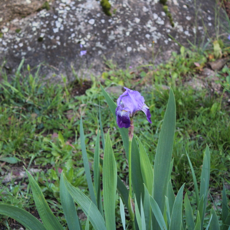 Iris