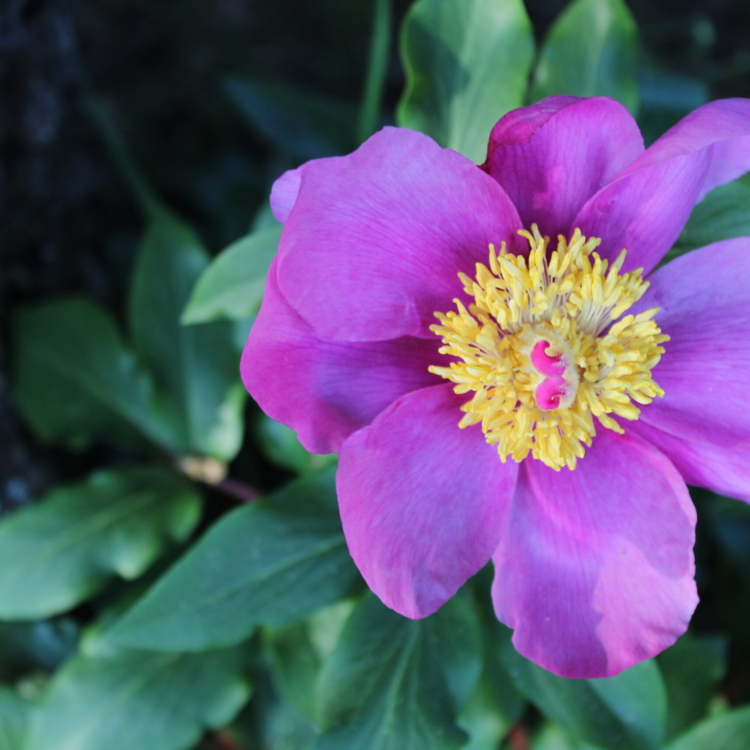 Paeonia broteri (2)