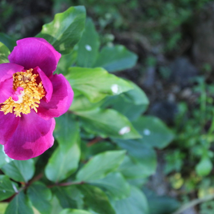Paeonia broteri (3)