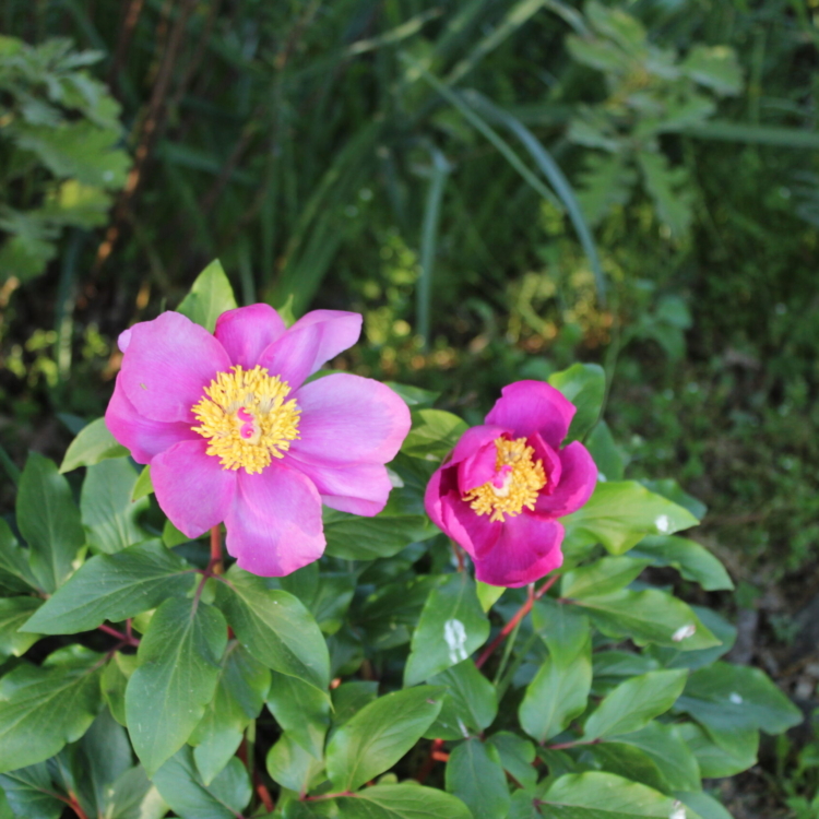Paeonia broteri