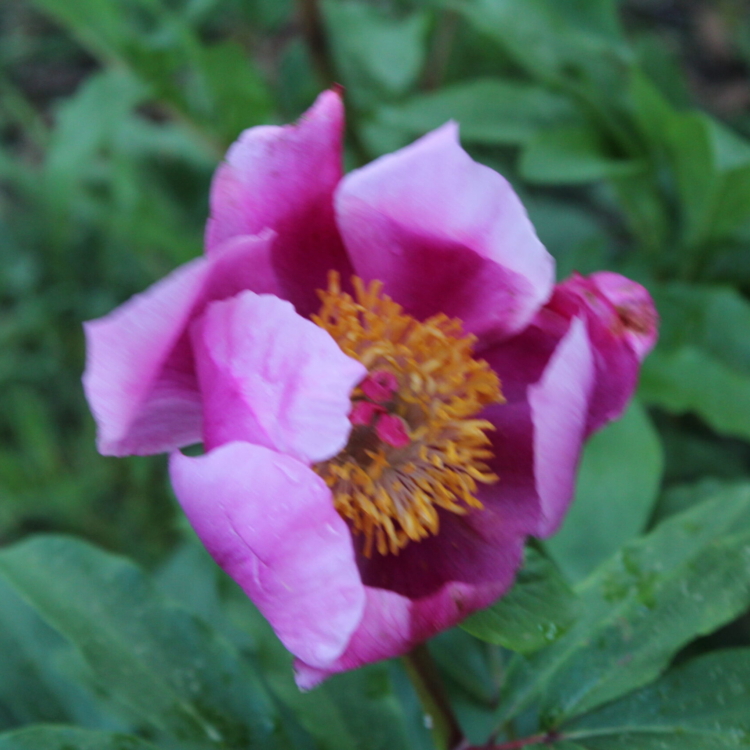 Peonia