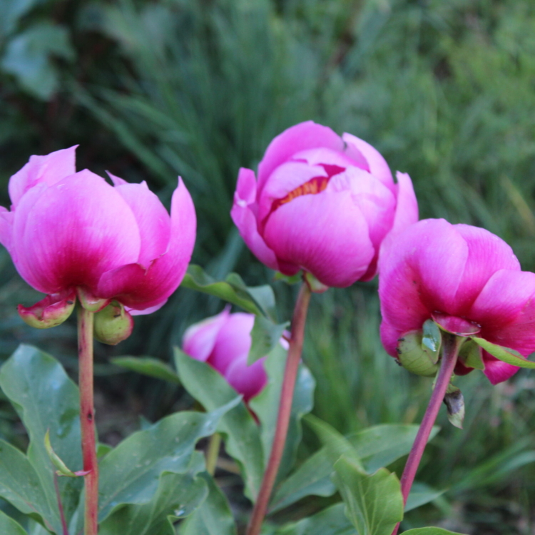 Peonias