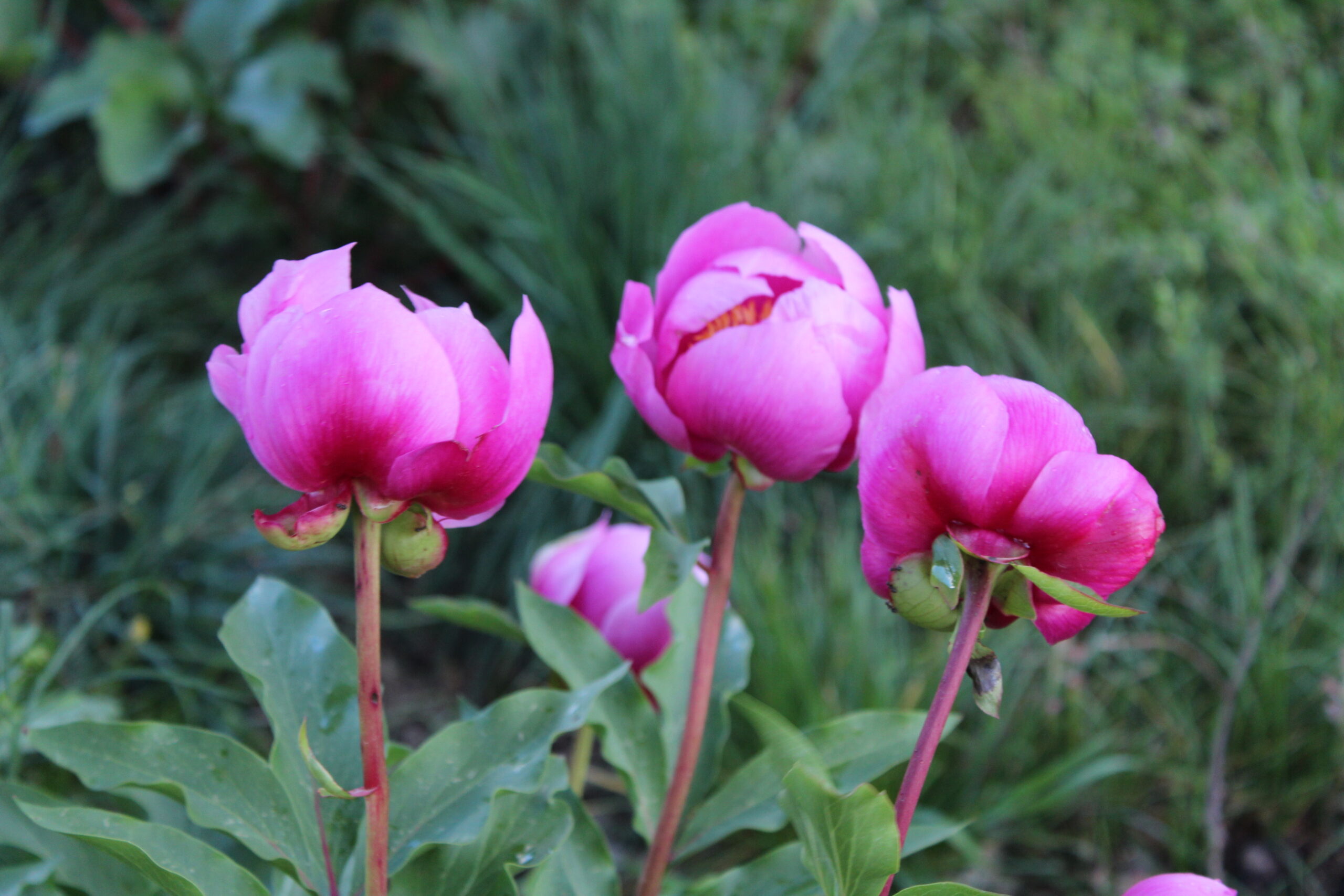Springtime in Nabia and the different moments of flowering