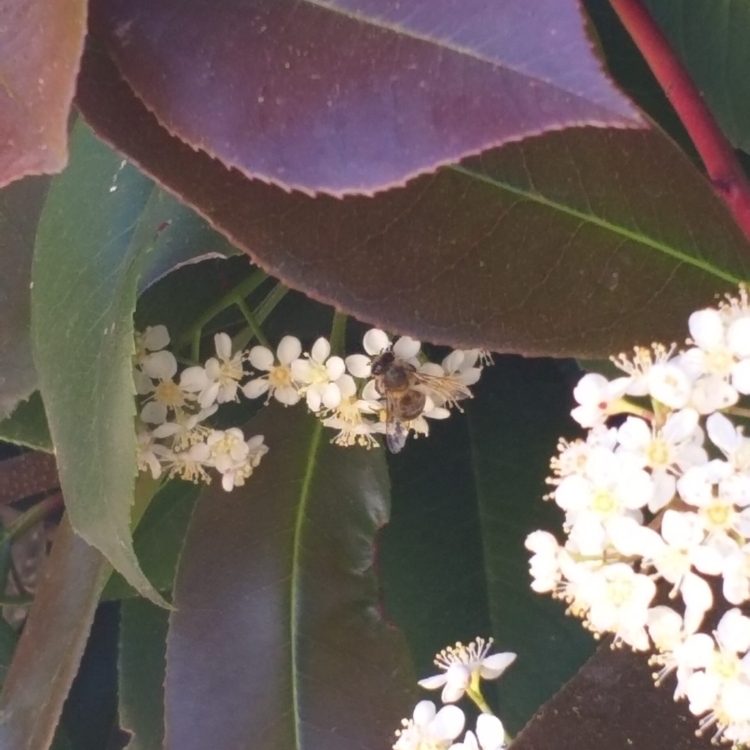 Photinia