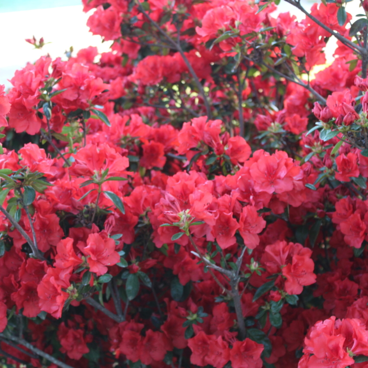 Rododendro (2)