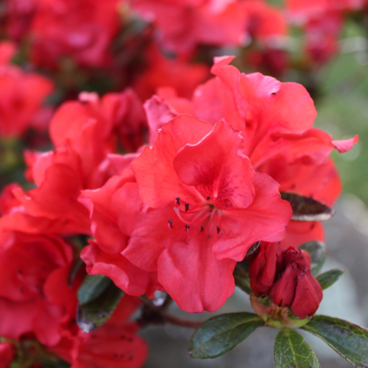 Rododendro (4)