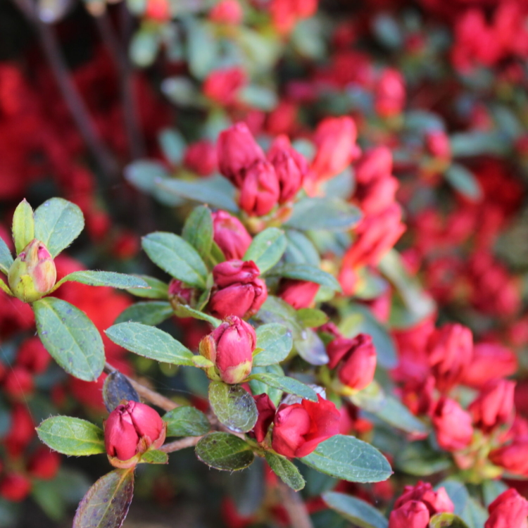 Rododendro (5)