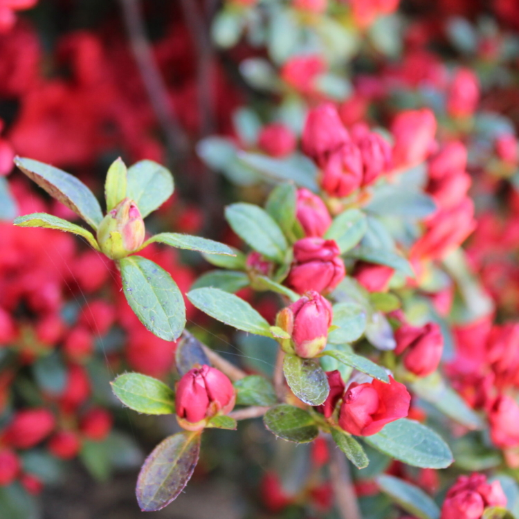 Rododendro (6)