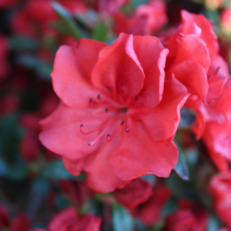 Rododendro (7)