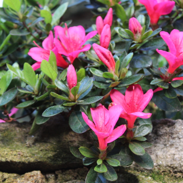 Rododendro