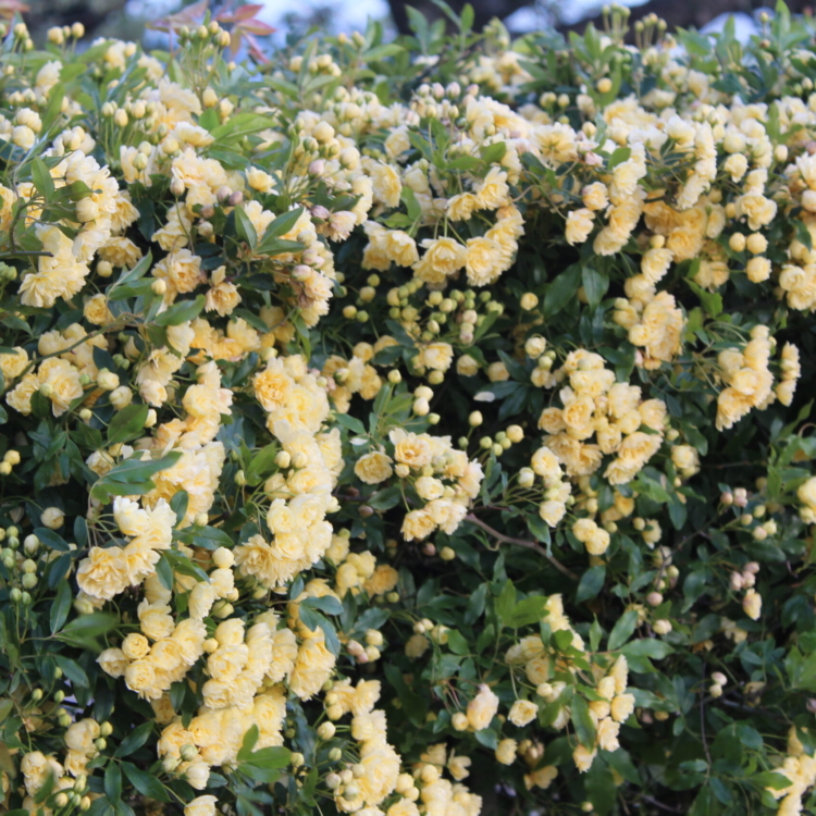 Rosa Banksiae (2)