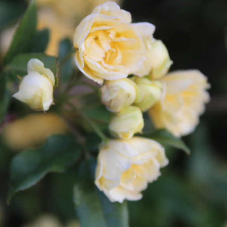 Rosa Banksiae (4)