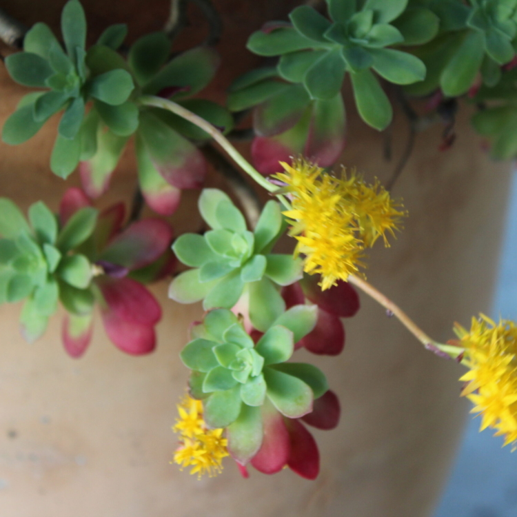 Sedum Palmeri
