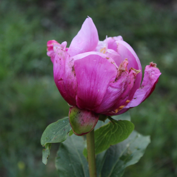 peonia 2