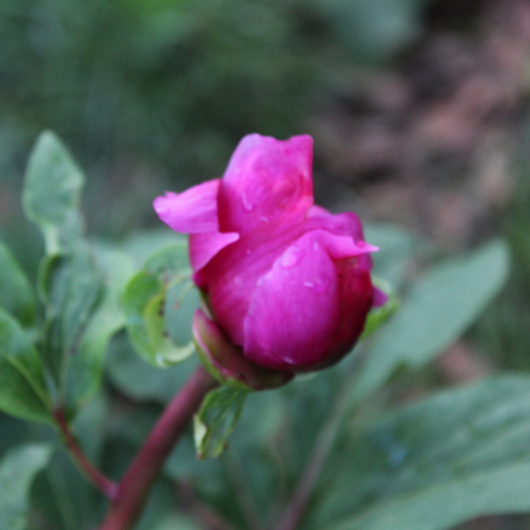peonia capullo